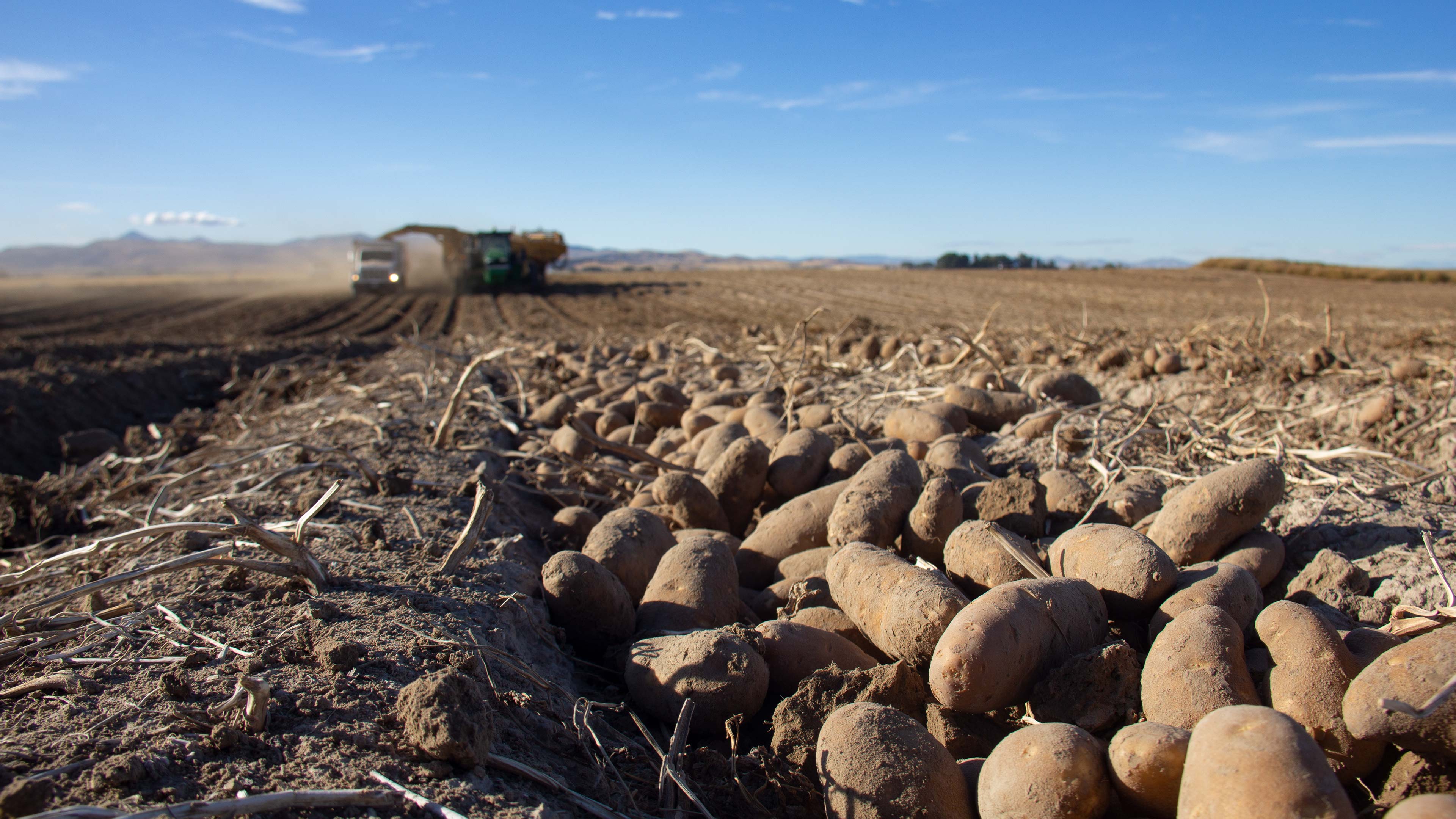 Windrowed potatoes waiting to be harvested